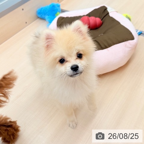 ポメラニアンの写真