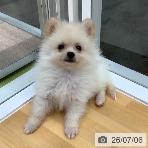 長野県のポメラニアン (ペットプラス 松本店/2026年4月14日生まれ/男の子/クリーム)の子犬の3枚目の画像
