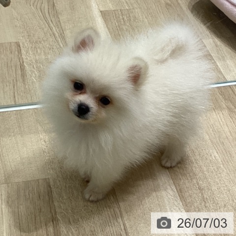 宮城県のポメラニアン (ペットプラス 名取店/2026年4月14日生まれ/男の子/クリーム)の子犬の3枚目の画像