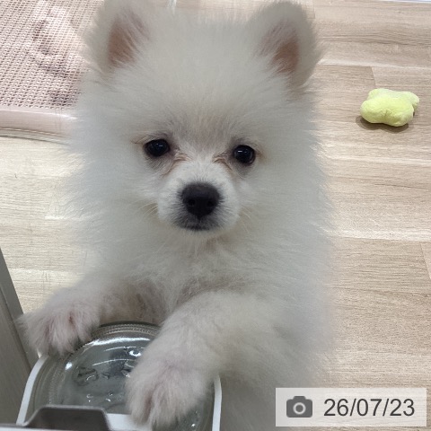 宮城県のポメラニアン (ペットプラス 仙台上杉店/2026年4月14日生まれ/男の子/クリーム)の子犬の3枚目の画像