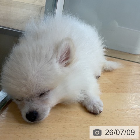 埼玉県のポメラニアン (ペットプラス 浦和美園店/2026年4月14日生まれ/女の子/クリーム)の子犬の3枚目の画像