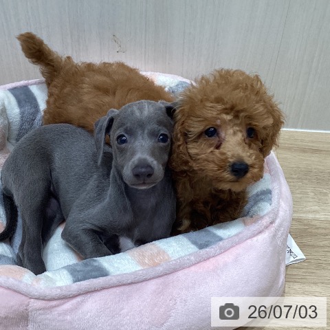 宮城県のトイプードル(トイ) (ペットプラス 仙台泉大沢店/2026年4月29日生まれ/女の子/レッド)の子犬の3枚目の画像