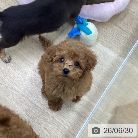 福島県のトイプードル(トイ) (ペットプラス 福島店/2026年4月29日生まれ/女の子/レッド)の子犬の3枚目の画像