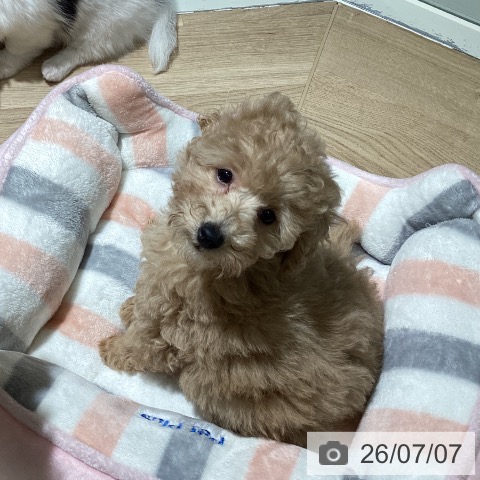 埼玉県のトイプードル(トイ) (ペットプラス イオンモール春日部店/2026年4月29日生まれ/女の子/クリーム)の子犬の3枚目の画像