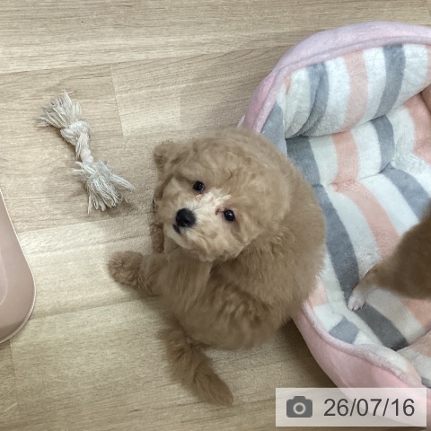 埼玉県のトイプードル(トイ) (ペットプラス イオンモール春日部店/2026年4月29日生まれ/女の子/クリーム)の子犬の3枚目の画像