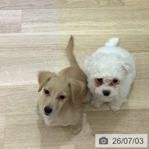 長野県のビションフリーゼ (ペットプラス 長野店/2026年4月29日生まれ/女の子/ホワイト)の子犬の4枚目の画像