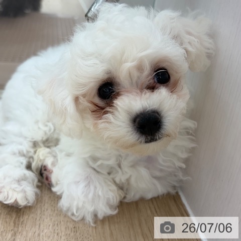 長野県のビションフリーゼ (ペットプラス 長野店/2026年4月29日生まれ/女の子/ホワイト)の子犬の3枚目の画像