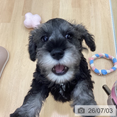長野県のミニチュアシュナウザー (ペットプラス 松本店/2026年4月28日生まれ/男の子/ソルトペッパー)の子犬の3枚目の画像