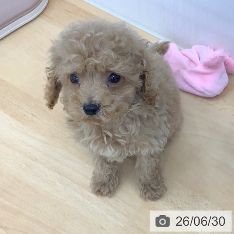 青森県のトイプードル(トイ) (ペットプラス 青森浜田店/2026年4月27日生まれ/男の子/アプリコット)の子犬の4枚目の画像