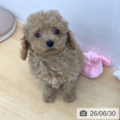 青森県のトイプードル(トイ) (ペットプラス 青森浜田店/2026年4月27日生まれ/男の子/アプリコット)の子犬の3枚目の画像