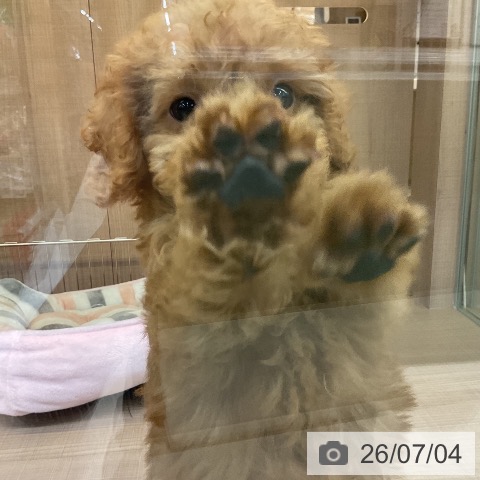 神奈川県のトイプードル(トイ) (ペッツワン 横須賀久里浜店/2026年4月27日生まれ/男の子/レッド)の子犬の4枚目の画像