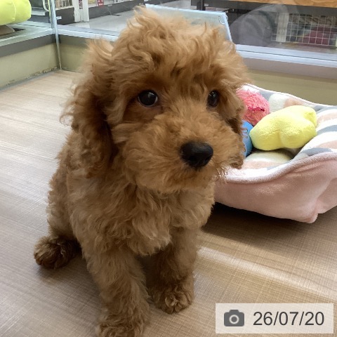 神奈川県のトイプードル(トイ) (ペッツワン 横須賀久里浜店/2026年4月27日生まれ/男の子/レッド)の子犬の4枚目の画像