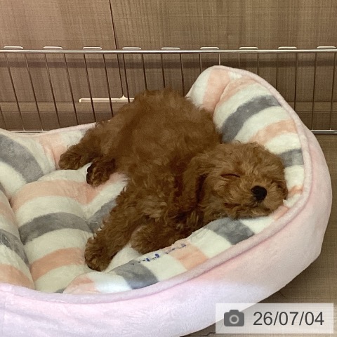 神奈川県のトイプードル(トイ) (ペッツワン 横須賀久里浜店/2026年4月27日生まれ/男の子/レッド)の子犬の3枚目の画像