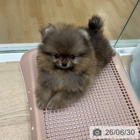 ポメラニアンの写真