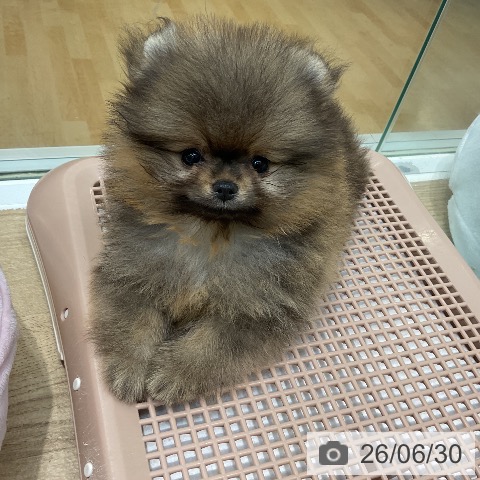 ポメラニアンの写真