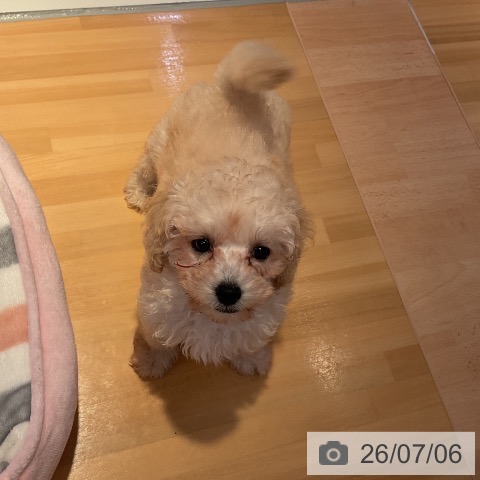 山形県のトイプードル(トイ) (ペットプラス 天童店/2026年4月26日生まれ/男の子/クリーム)の子犬の3枚目の画像