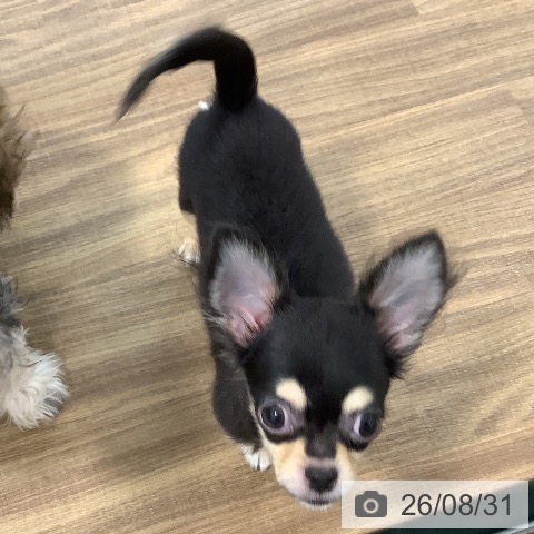 チワワの写真