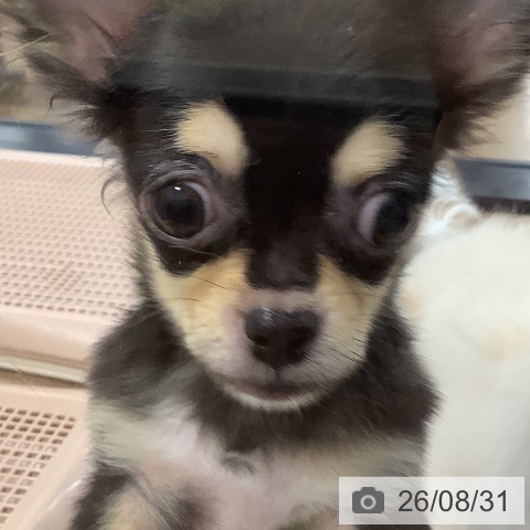チワワの写真