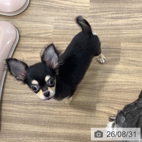 チワワの写真