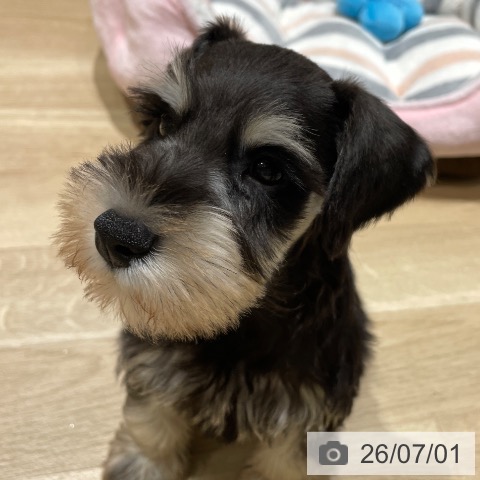 埼玉県のミニチュアシュナウザー (ペットプラス ららぽーと富士見店/2026年4月27日生まれ/男の子/ブラックシルバー)の子犬の4枚目の画像