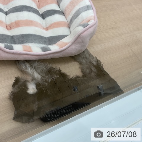 埼玉県のミニチュアシュナウザー (ペッツワン 浦和美園店/2026年4月27日生まれ/女の子/ソルトペッパー)の子犬の3枚目の画像