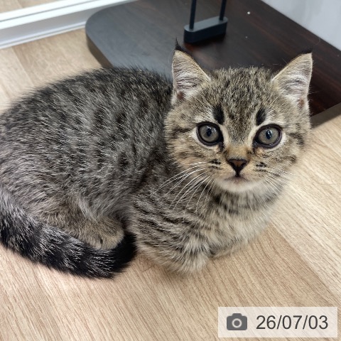埼玉県のミヌエット (ペットプラス ららぽーと富士見店/2026年4月22日生まれ/男の子/ブラウンタビー)の子猫の4枚目の画像