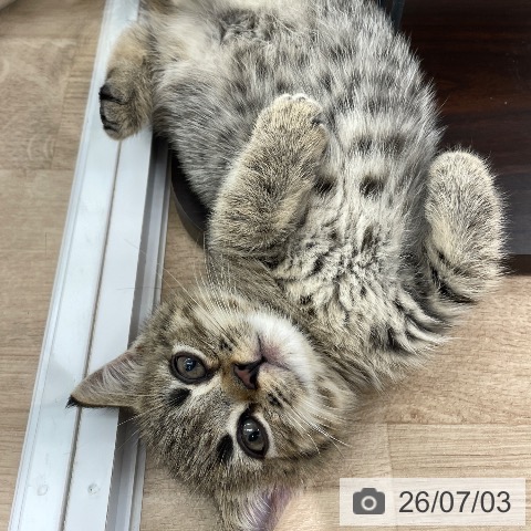 埼玉県のミヌエット (ペットプラス ららぽーと富士見店/2026年4月22日生まれ/男の子/ブラウンタビー)の子猫の3枚目の画像