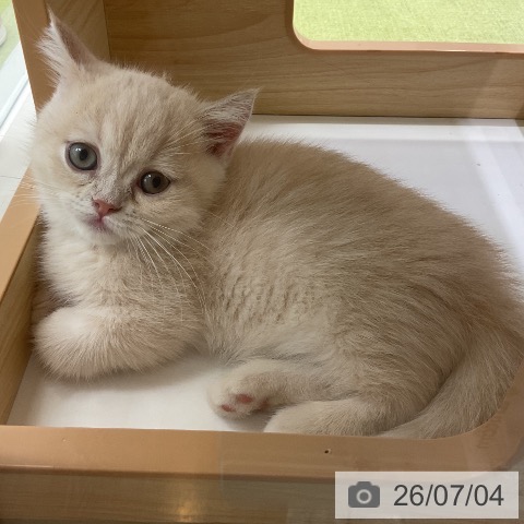千葉県のミヌエット (ペットプラス 成田店/2026年4月22日生まれ/男の子/クリームタビー)の子猫の3枚目の画像