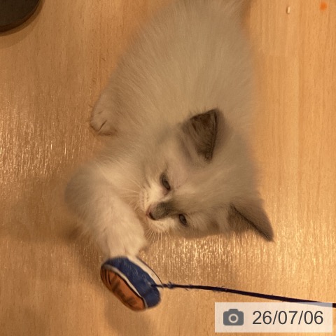 ラグドールの写真