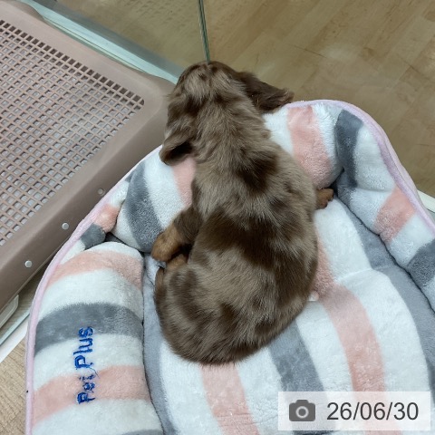 埼玉県のミニチュアダックスフンド(ロング) (ペットプラス ららぽーと新三郷店/2026年4月27日生まれ/男の子/チョコレートダップル)の子犬の4枚目の画像
