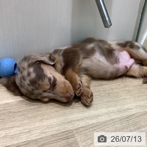 埼玉県のミニチュアダックスフンド(ロング) (ペットプラス ららぽーと新三郷店/2026年4月27日生まれ/男の子/チョコレートダップル)の子犬の4枚目の画像