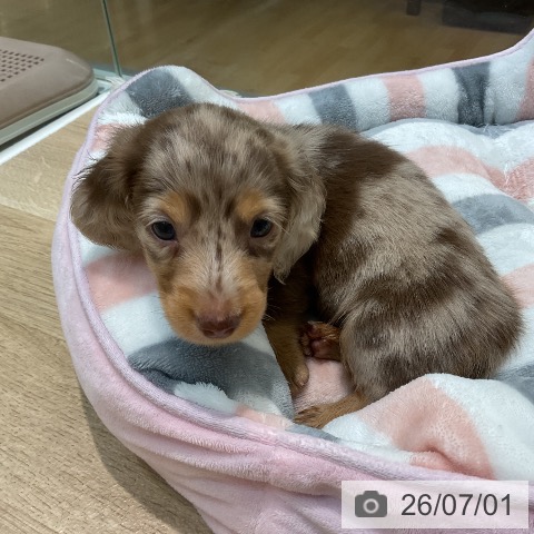 埼玉県のミニチュアダックスフンド(ロング) (ペットプラス ららぽーと新三郷店/2026年4月27日生まれ/男の子/チョコレートダップル)の子犬の3枚目の画像