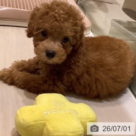 埼玉県のトイプードル(トイ) (ペットプラス クレアモール川越店/2026年4月24日生まれ/男の子/レッド)の子犬の3枚目の画像