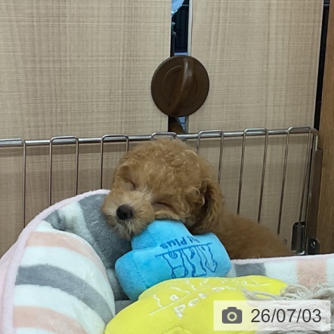 埼玉県のトイプードル(トイ) (ペッツワン 浦和美園店/2026年4月24日生まれ/男の子/レッド)の子犬の4枚目の画像