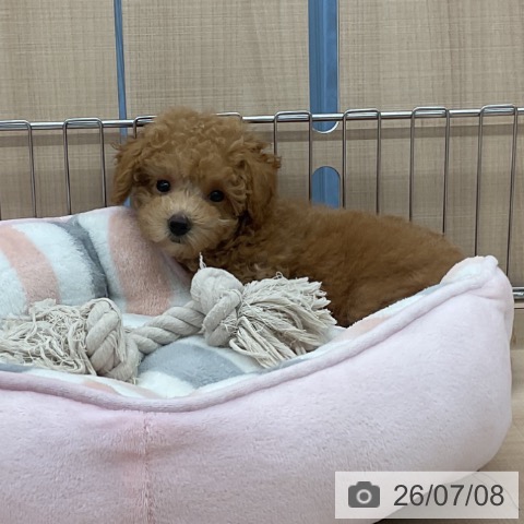 埼玉県のトイプードル(トイ) (ペッツワン 浦和美園店/2026年4月24日生まれ/男の子/レッド)の子犬の3枚目の画像
