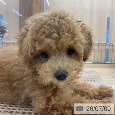 埼玉県のトイプードル(トイ) (ペッツワン 浦和美園店/2026年4月24日生まれ/男の子/レッド)の子犬の4枚目の画像