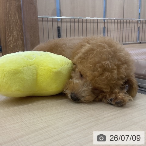 埼玉県のトイプードル(トイ) (ペッツワン 浦和美園店/2026年4月24日生まれ/男の子/レッド)の子犬の3枚目の画像