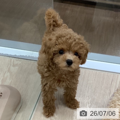 埼玉県のトイプードル(トイ) (ペットプラス 川口店/2026年4月24日生まれ/男の子/レッド)の子犬の3枚目の画像