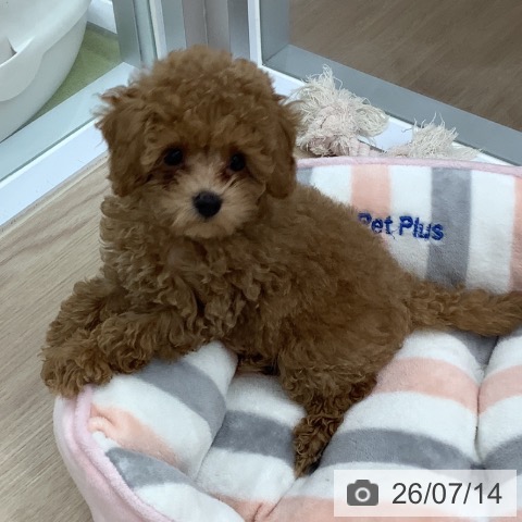 埼玉県のトイプードル(トイ) (ペットプラス 川口店/2026年4月24日生まれ/男の子/レッド)の子犬の3枚目の画像