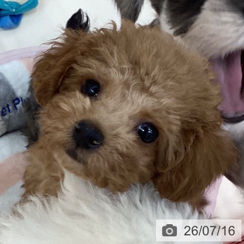 長野県のトイプードル(トイ) (ペットプラス 上田店/2026年4月24日生まれ/女の子/レッド)の子犬の4枚目の画像
