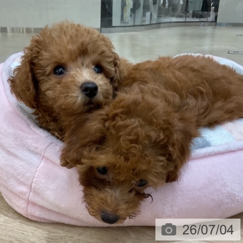 長野県のトイプードル(トイ) (ペットプラス 上田店/2026年4月24日生まれ/女の子/レッド)の子犬の3枚目の画像