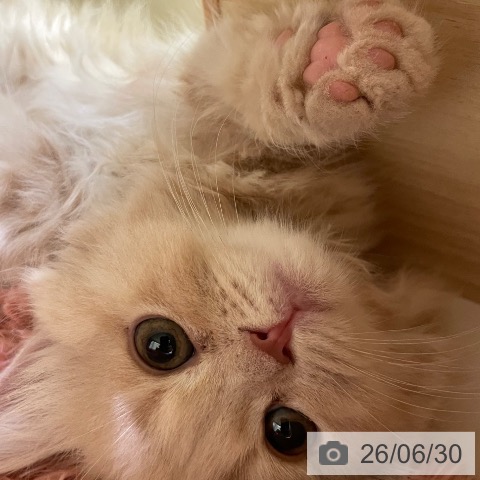 マンチカンの写真
