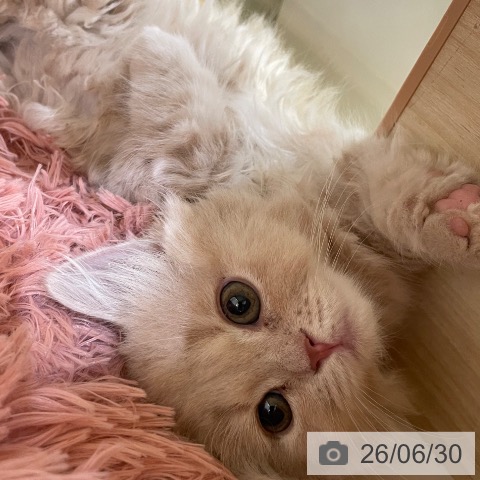 マンチカンの写真