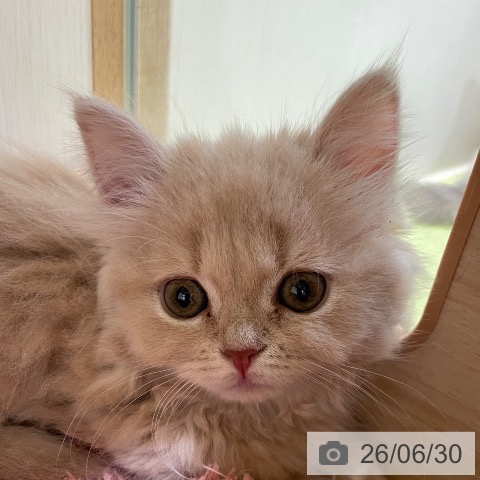 マンチカンの写真
