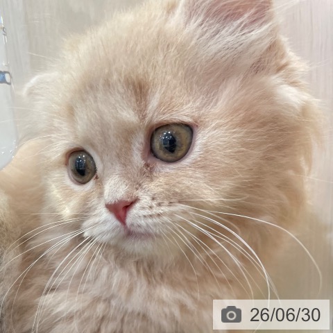 マンチカンの写真