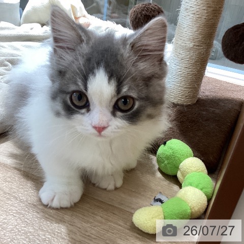マンチカンの写真