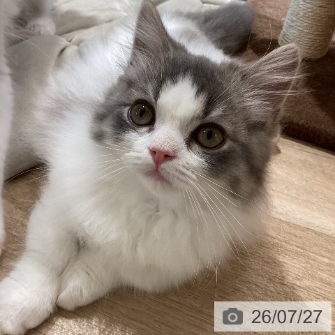 マンチカンの写真