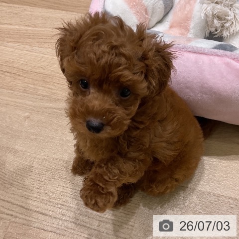 岩手県のトイプードル(トイ) (ペットプラス 盛岡南店/2026年4月27日生まれ/男の子/レッド)の子犬の4枚目の画像