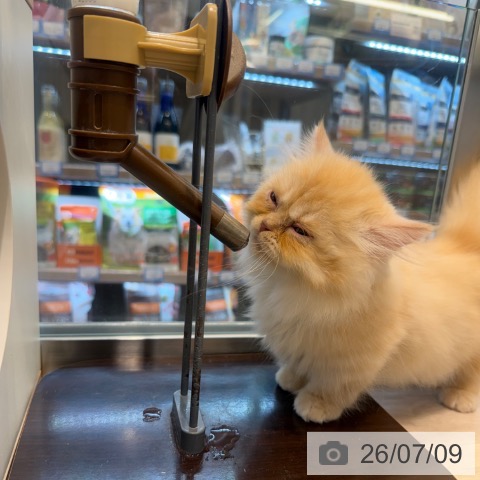 神奈川県のミヌエット (ペットプラス 武蔵小杉店/2026年4月26日生まれ/男の子/クリームタビー)の子猫の3枚目の画像