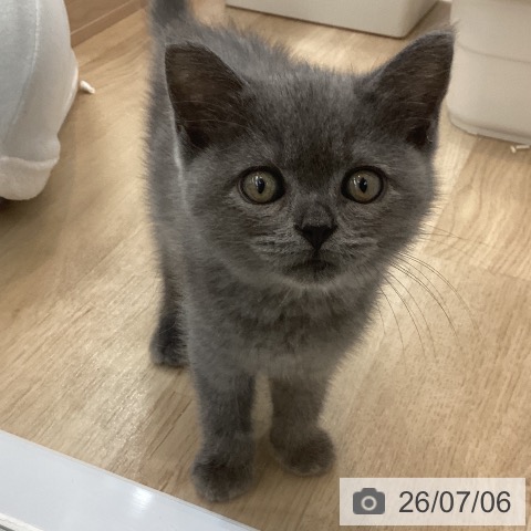 マンチカンの写真